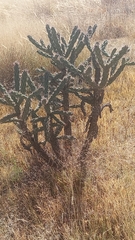 Cylindropuntia imbricata