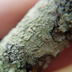 Pertusaria texana