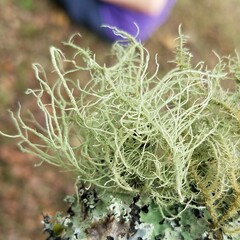 Usnea mutabilis