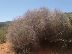 Dioscorea elephantipes