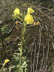 Oenothera