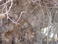 Dioscorea elephantipes