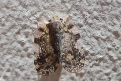 Aprivesa