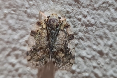Aprivesa