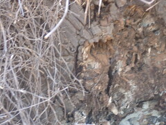 Dioscorea elephantipes