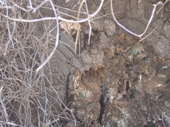 Dioscorea elephantipes