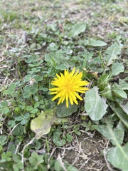 Taraxacum officinale