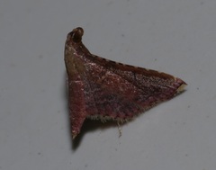 Endotricha olivacealis