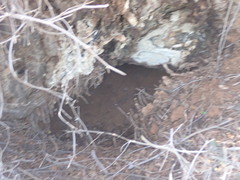 Dioscorea elephantipes