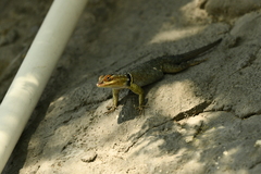 Sceloporus cyanogenys