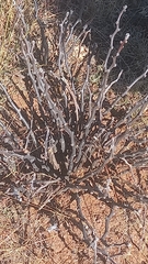 Jatropha neopauciflora