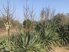 Yucca gloriosa