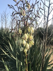 Yucca gloriosa