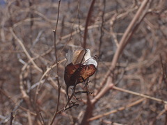 Dioscorea elephantipes