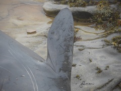 Ziphius cavirostris