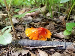 Hygrocybe acutoconica microspora