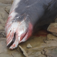 Ziphius cavirostris
