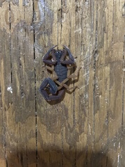 Centruroides gracilis