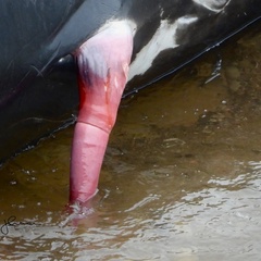 Ziphius cavirostris