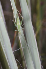 Oecanthus quadripunctatus