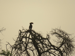 Bycanistes bucinator