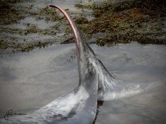 Ziphius cavirostris