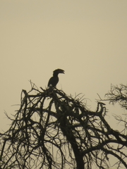 Bycanistes bucinator