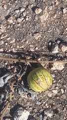 Cucurbita foetidissima