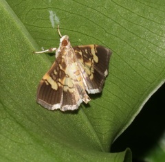 Uresiphita quinquigera