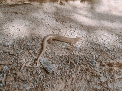 Chalcides ocellatus