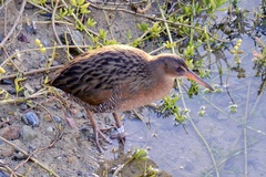 Rallus obsoletus