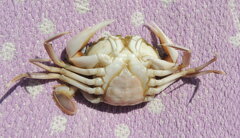 Liocarcinus vernalis