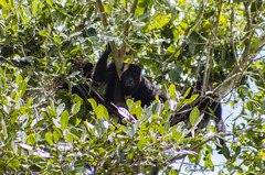 Alouatta pigra