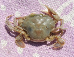 Liocarcinus vernalis