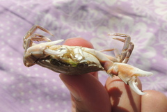 Liocarcinus vernalis