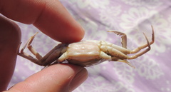 Liocarcinus vernalis