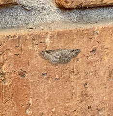 Cyclophora