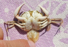 Liocarcinus vernalis