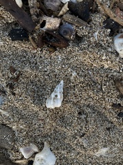 Gyroscala statuminata