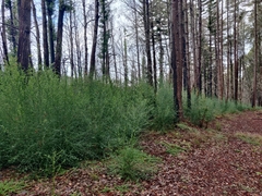 Ceanothus thyrsiflorus thyrsiflorus