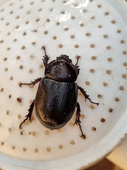 Cyphonistes vallatus