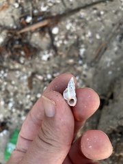 Gyroscala statuminata