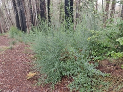 Ceanothus thyrsiflorus thyrsiflorus