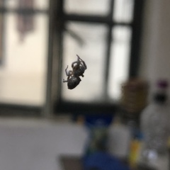Mexigonus minutus