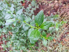 Ceanothus thyrsiflorus thyrsiflorus
