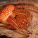 Araneus alsine - Photo (c) wp-polzin, μερικά δικαιώματα διατηρούνται (CC BY-NC)