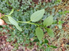 Ceanothus thyrsiflorus thyrsiflorus