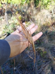 Andropogon gyrans