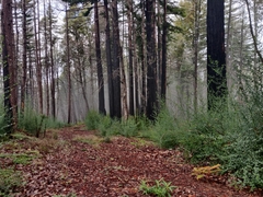 Ceanothus thyrsiflorus thyrsiflorus
