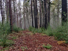 Ceanothus thyrsiflorus thyrsiflorus